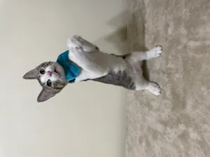 Jellybean