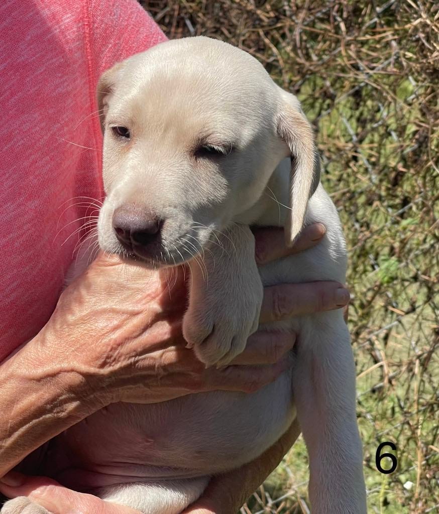 Adopt Sissy Today Find Paw Pal