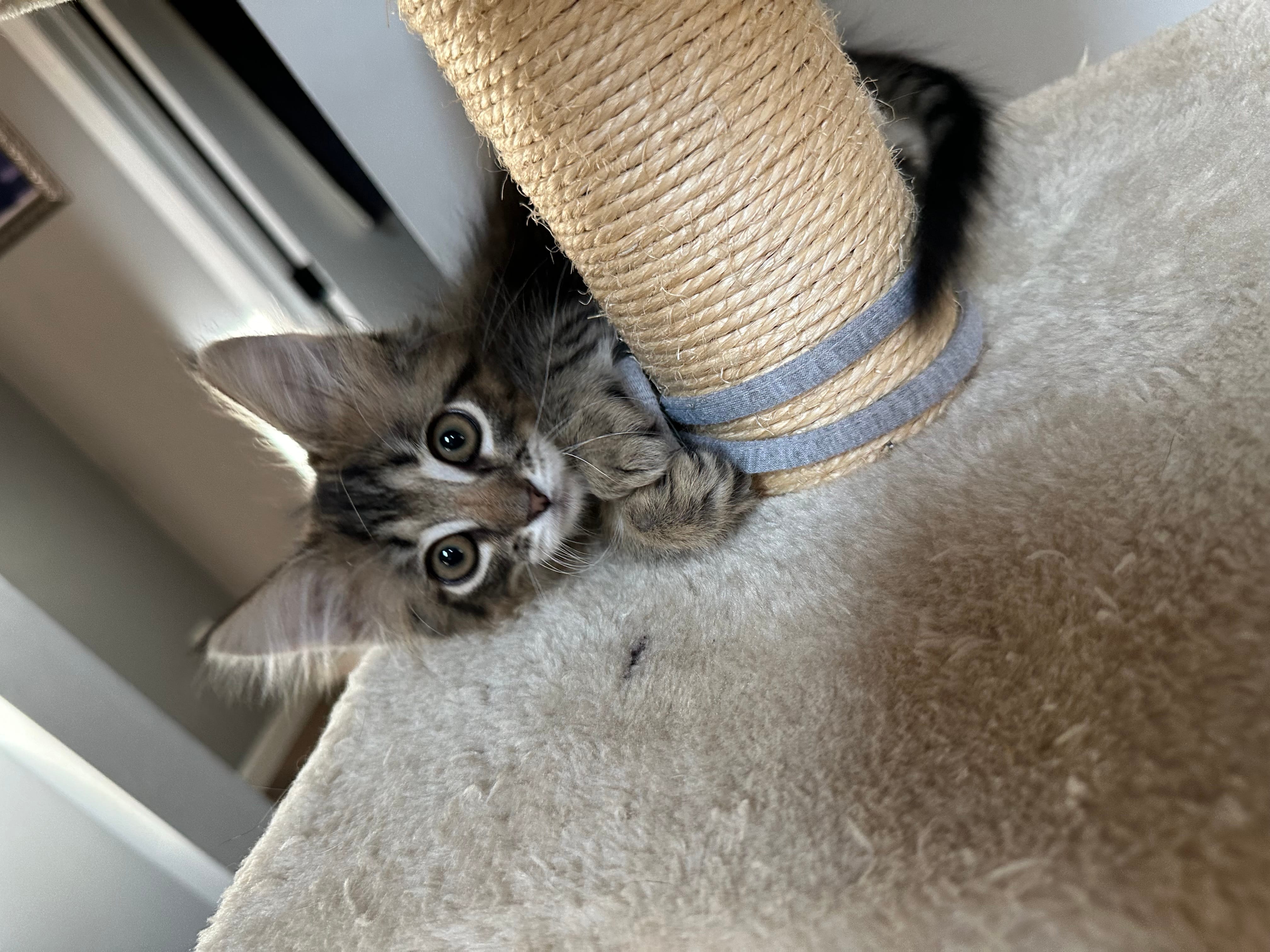 Quinn