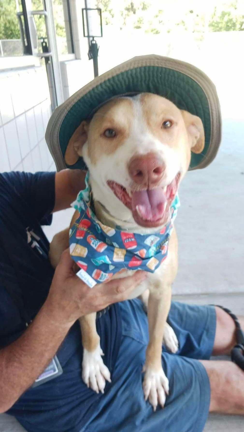 Adopt Popeye Today Find Paw Pal