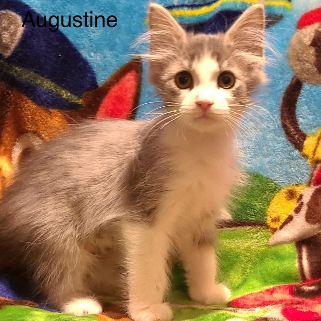 Augustine