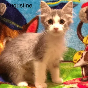 Augustine