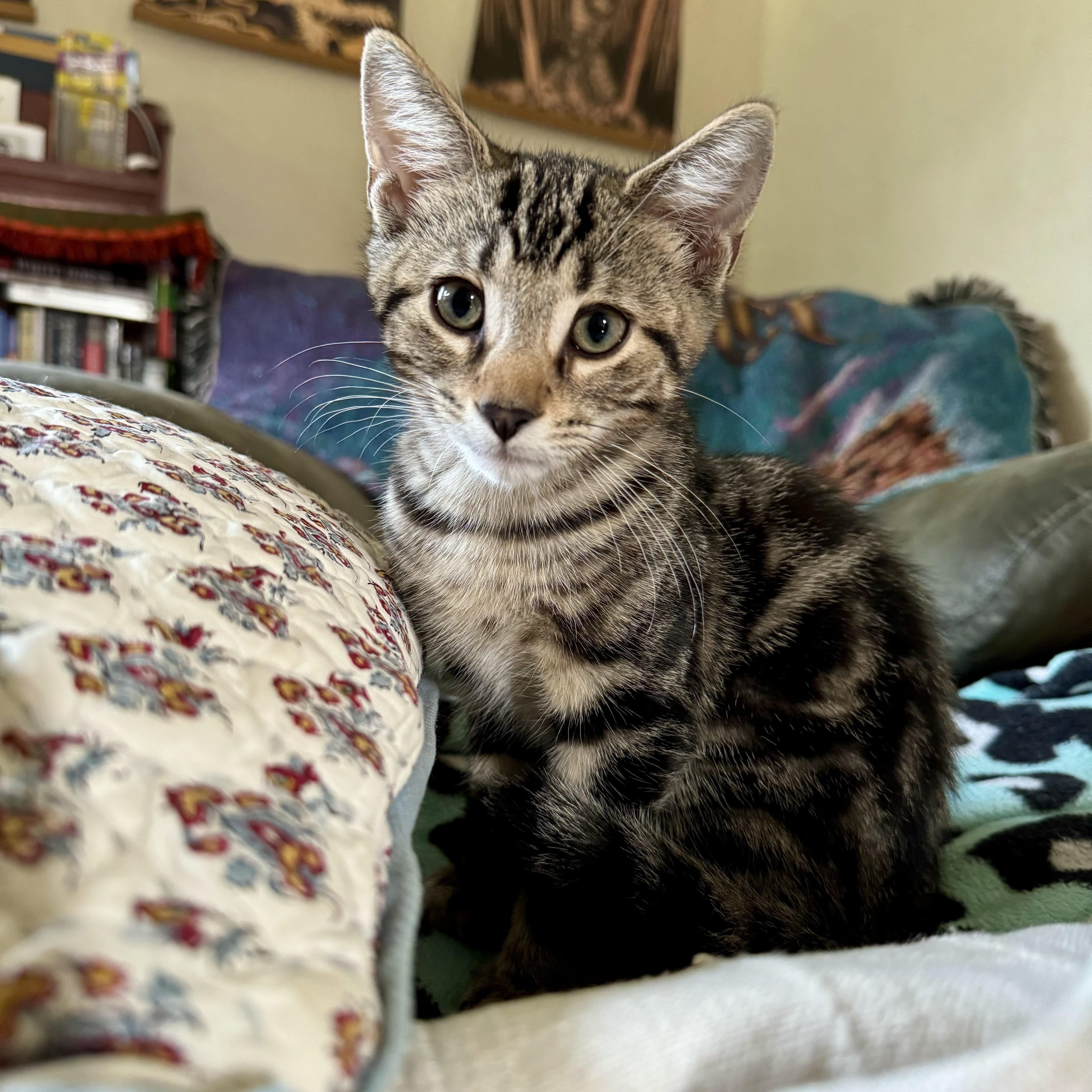 Adopt Miso Today Find Paw Pal