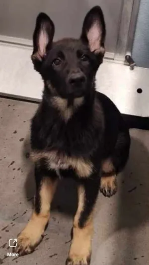 Tango