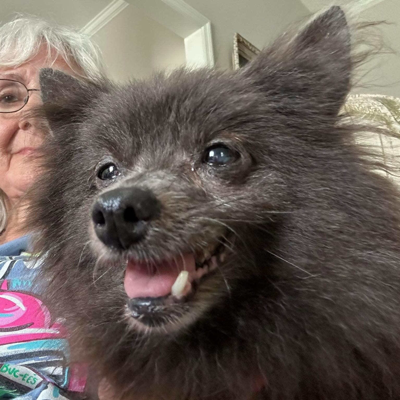 Adopt Gabby Today Find Paw Pal