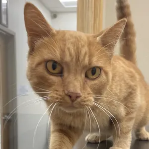 Mufasa
