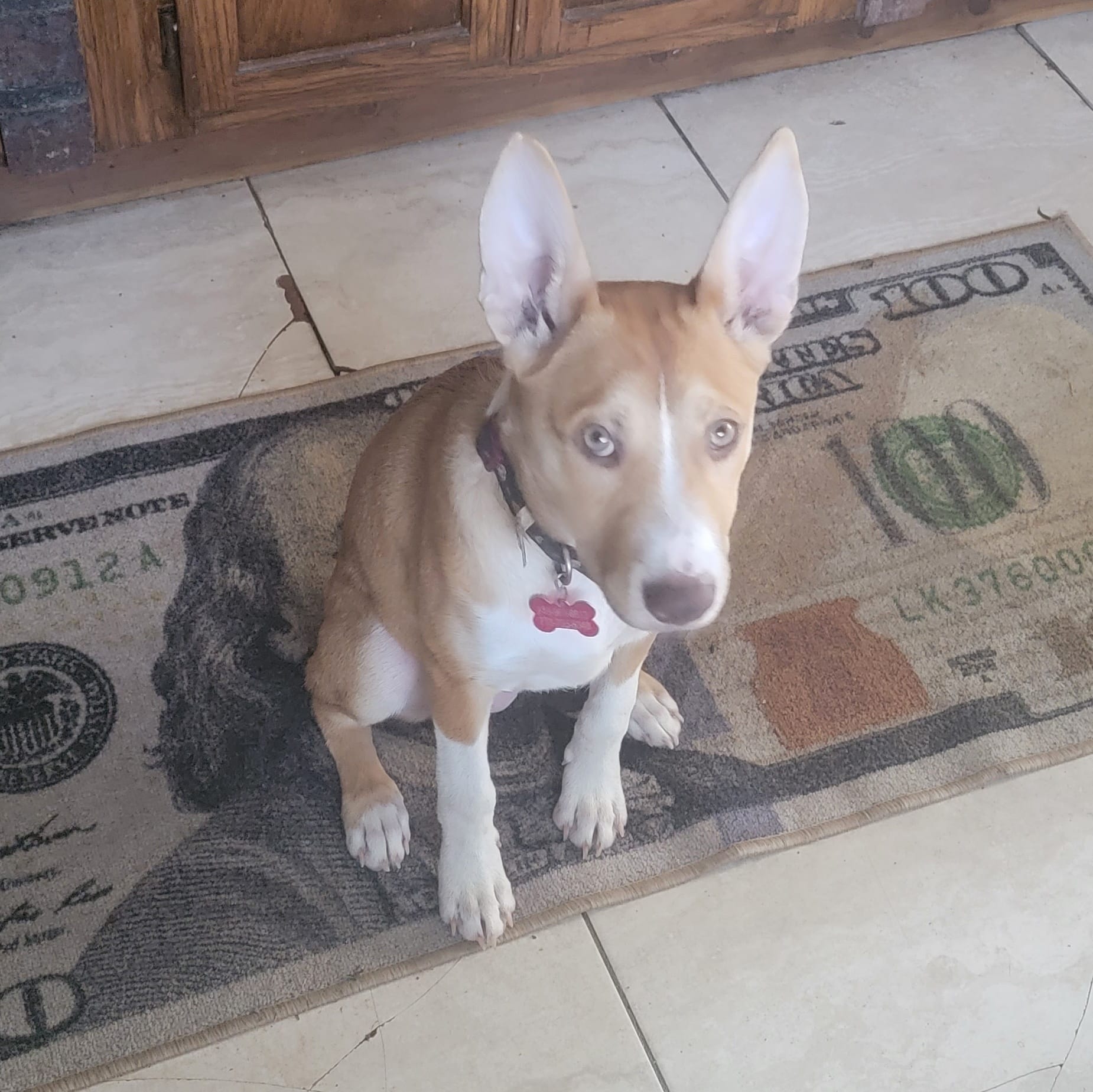 Adopt Little Debbie Today Find Paw Pal