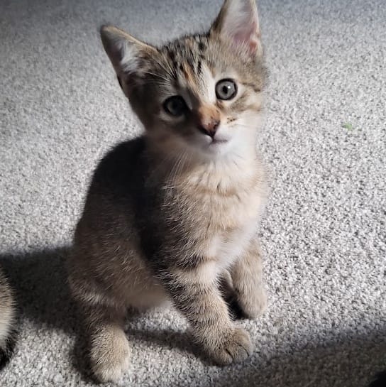 Adopt Yvette Today Find Paw Pal