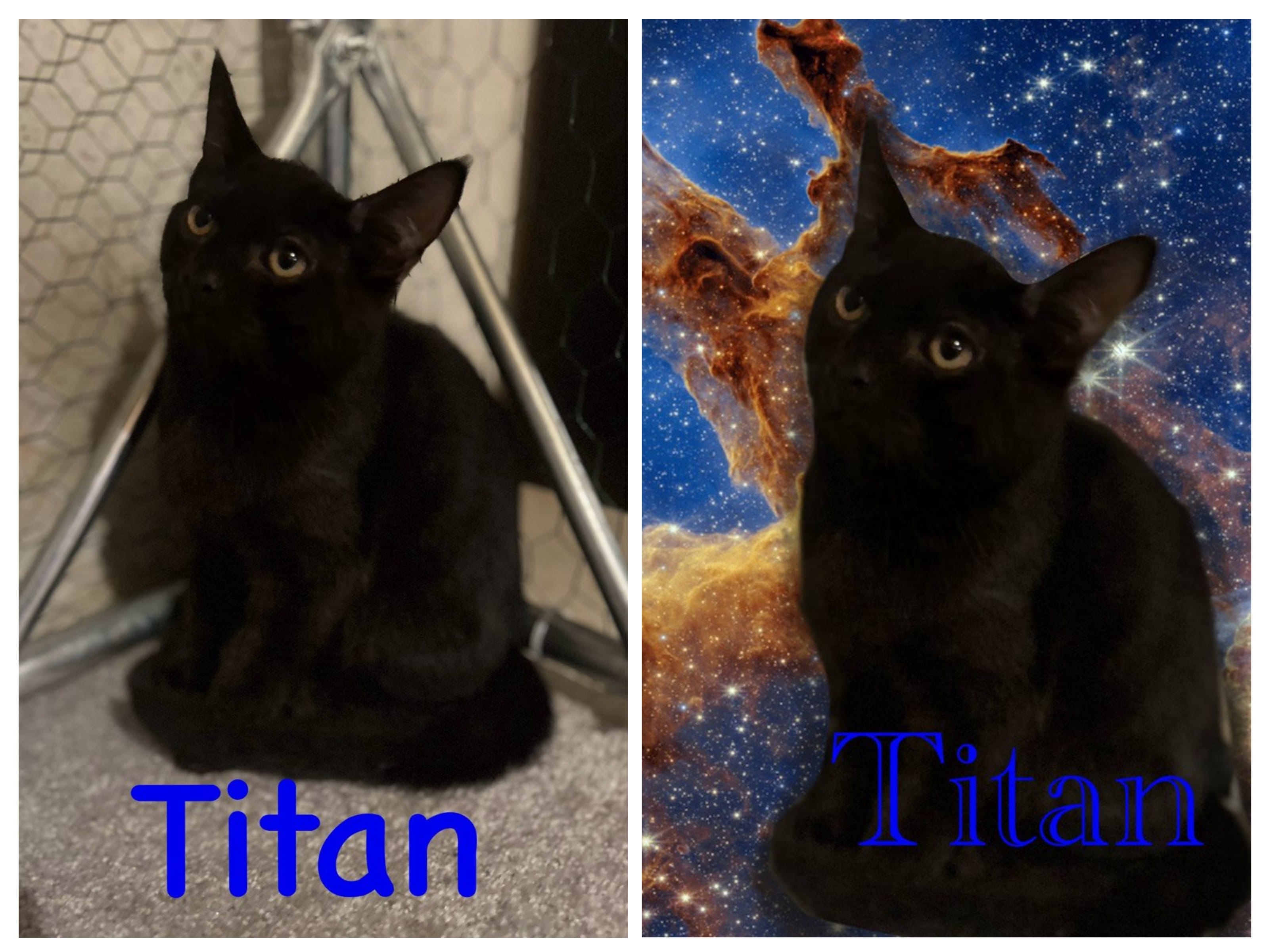 Adopt Abby's foster kitten Titan and Apollo polydactyl Today Pets