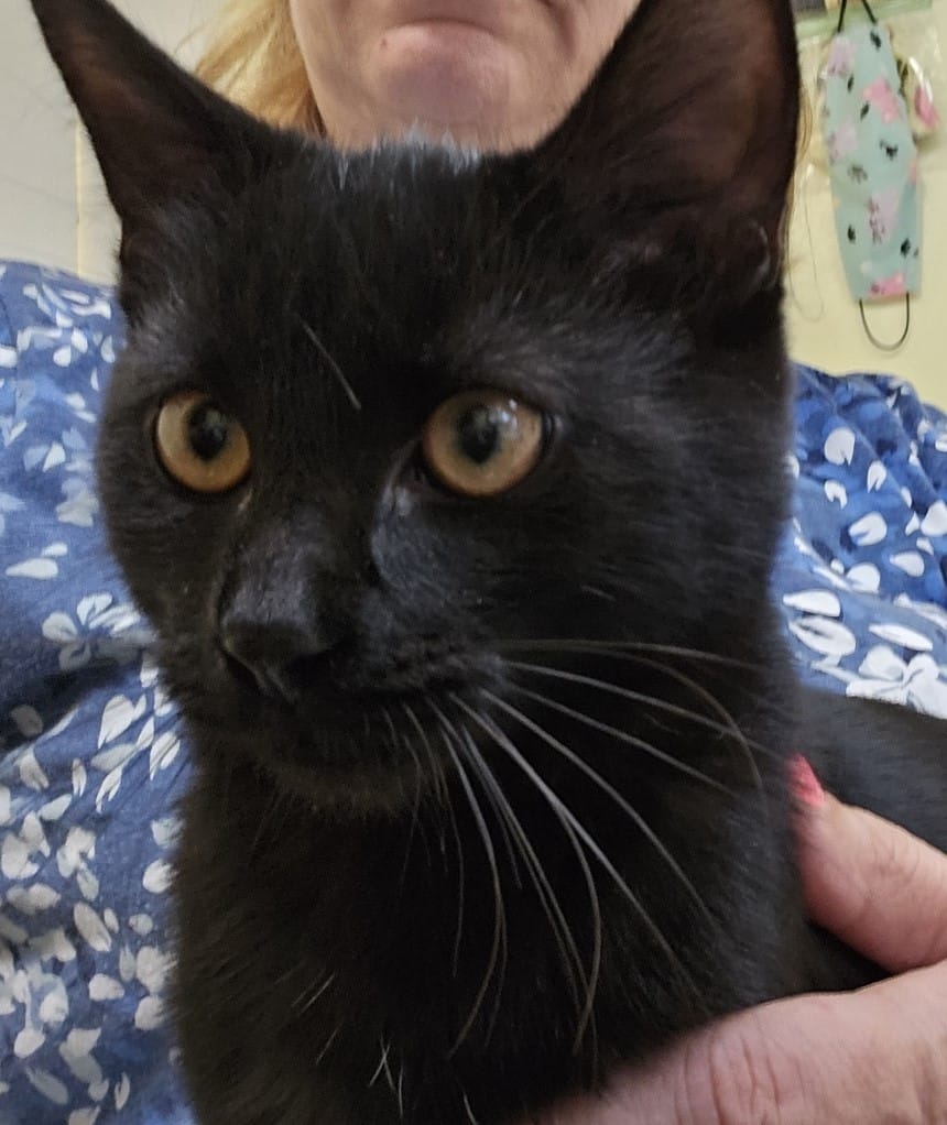 Adopt Lola in foster care has delightful personality Today Find Paw Pal