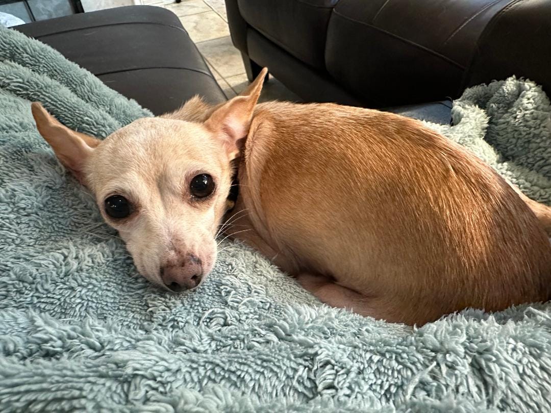 Adopt Emilia Today Find Paw Pal