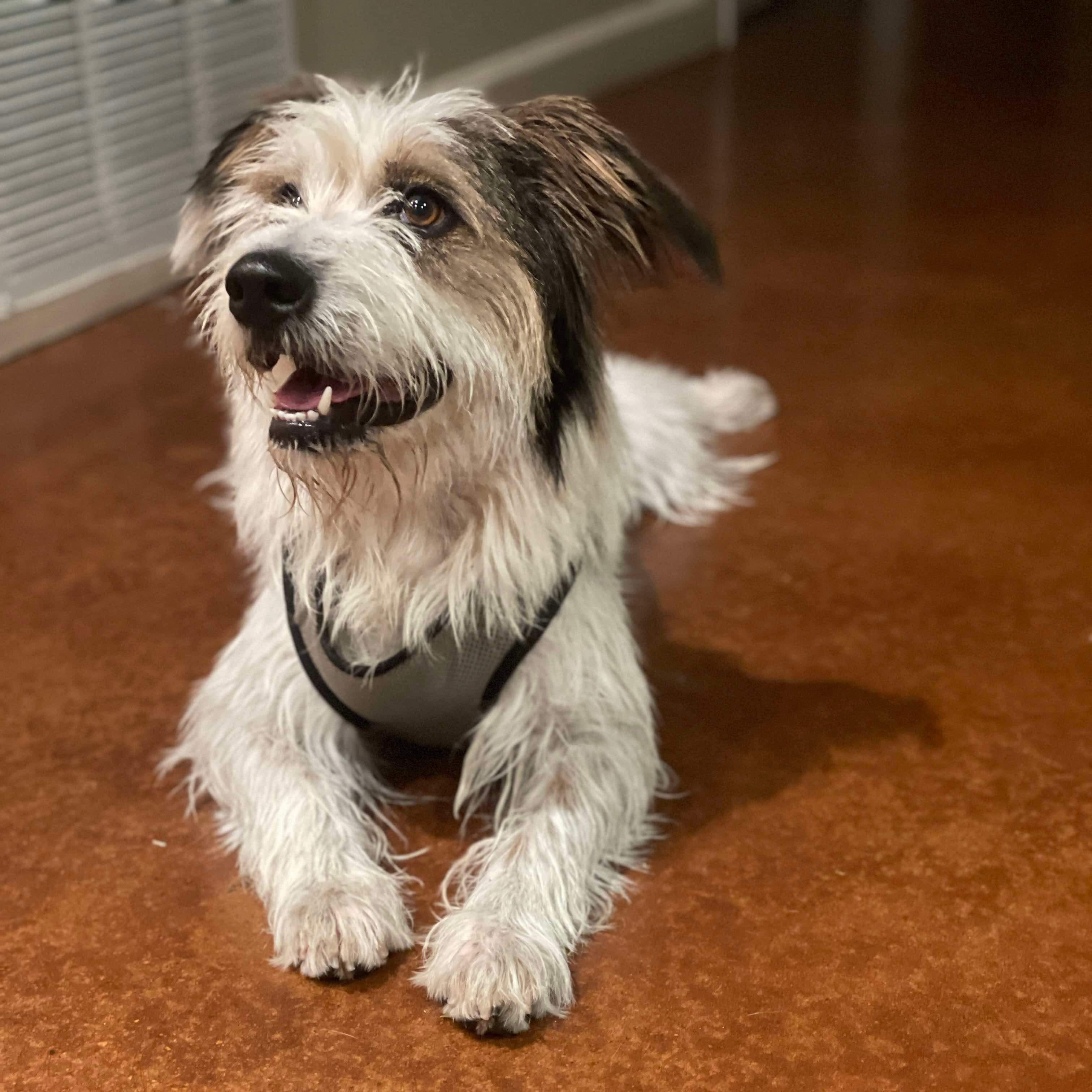 Adopt Oscar Today Find Paw Pal