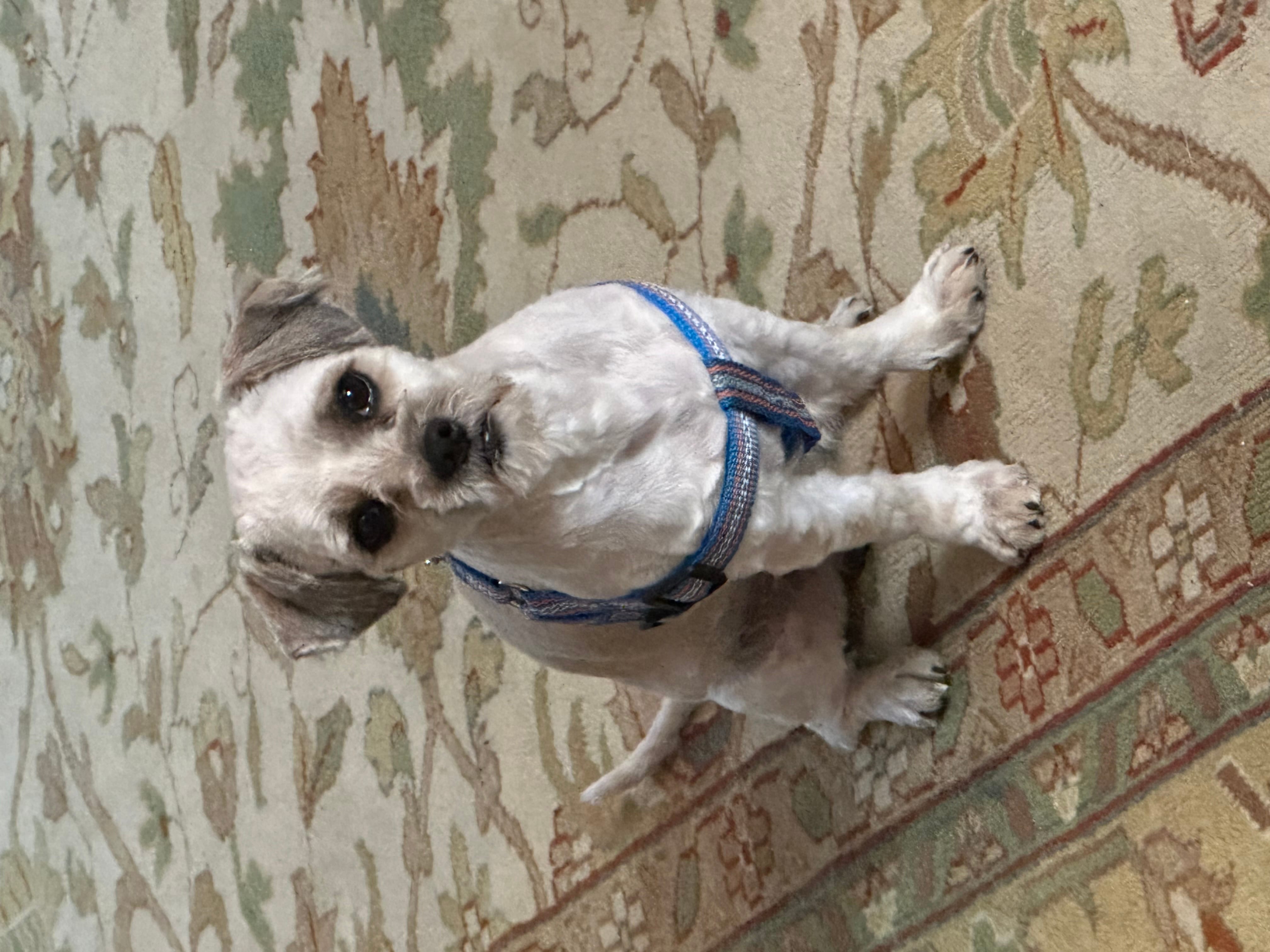 Adopt Milo Today Pets TheCountyOffice