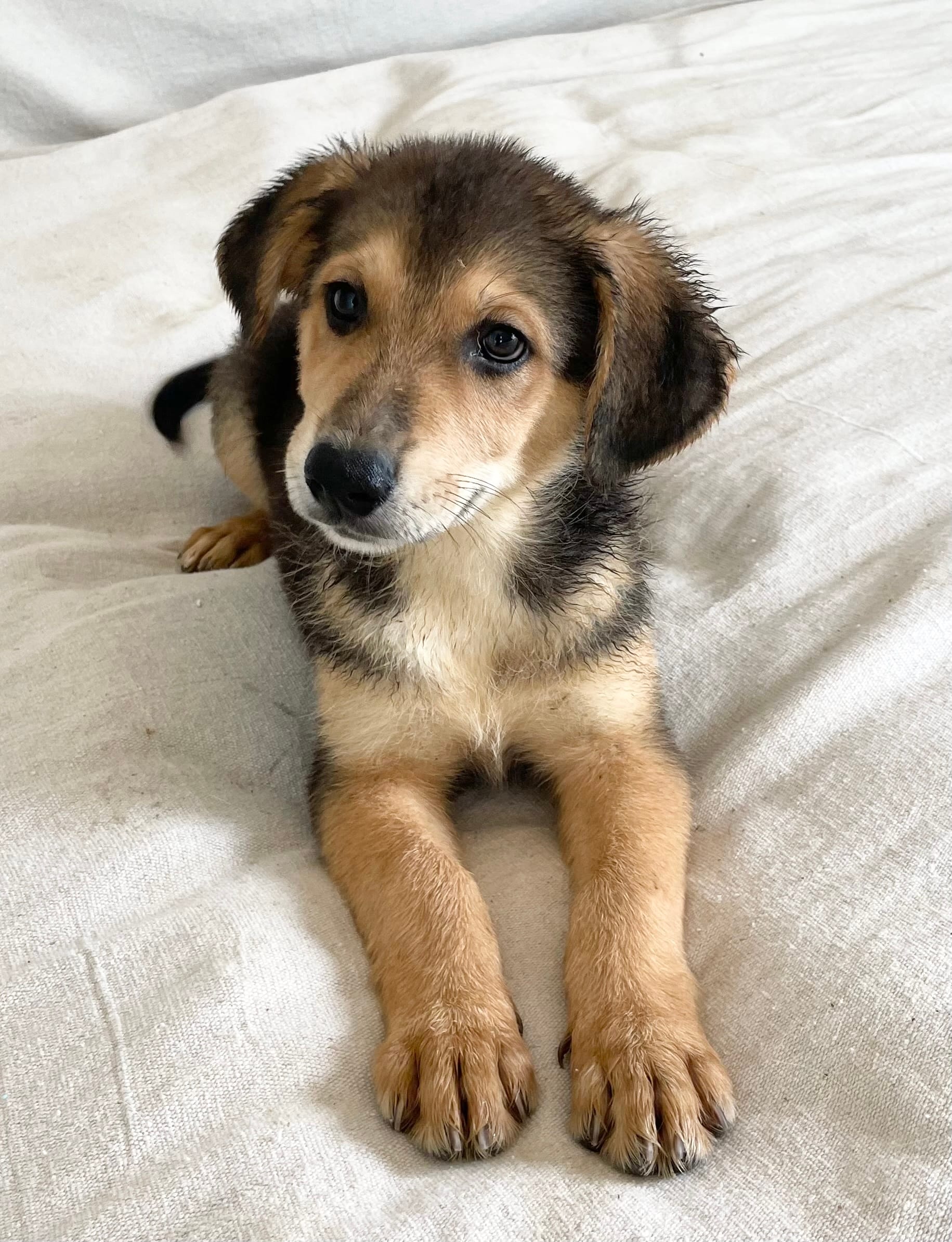 Adopt Fynn Today Find Paw Pal