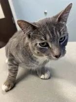 Tony