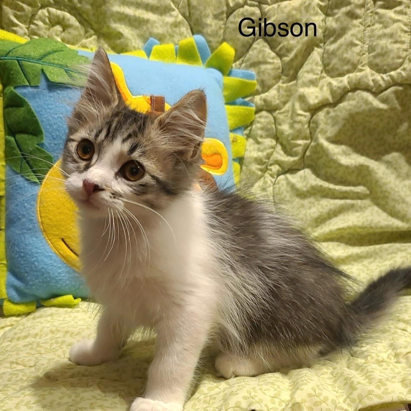 Gibson