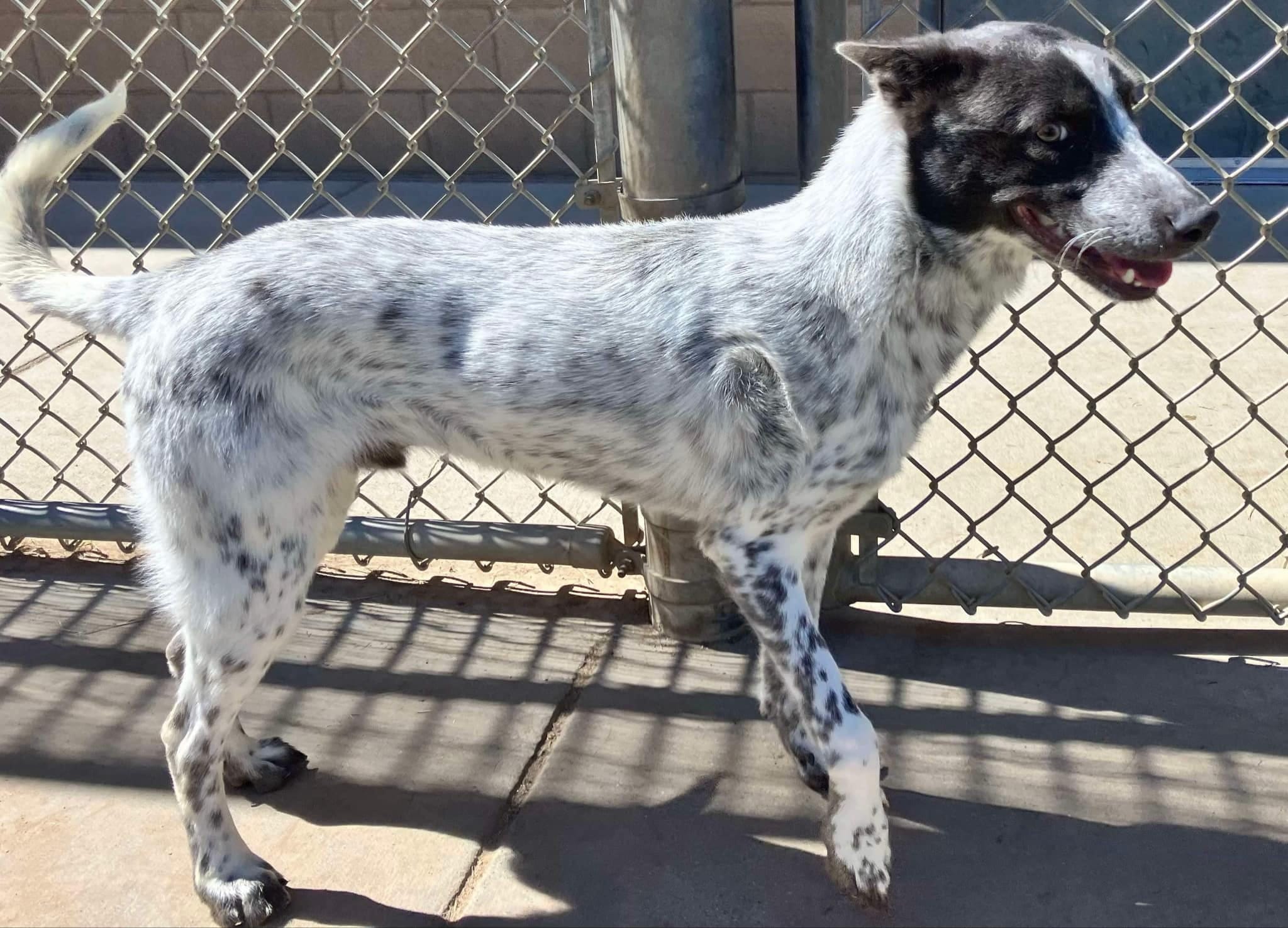 Adopt Sport available at Charlie's Little Dog House Today Find Paw Pal