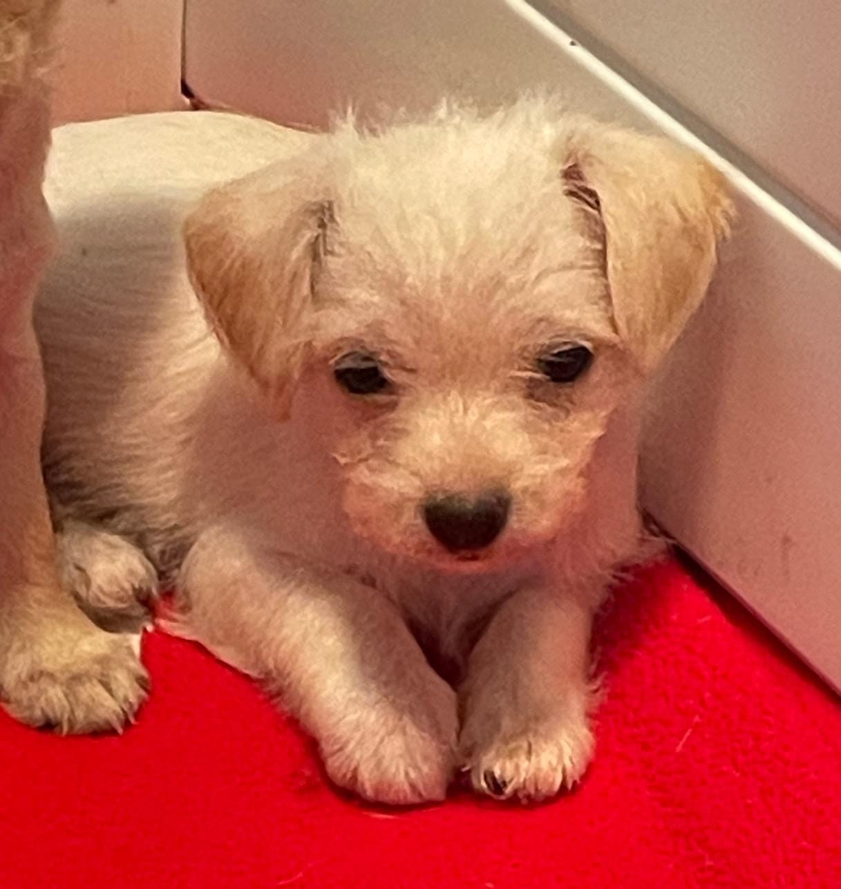 Adopt Starry Today Find Paw Pal