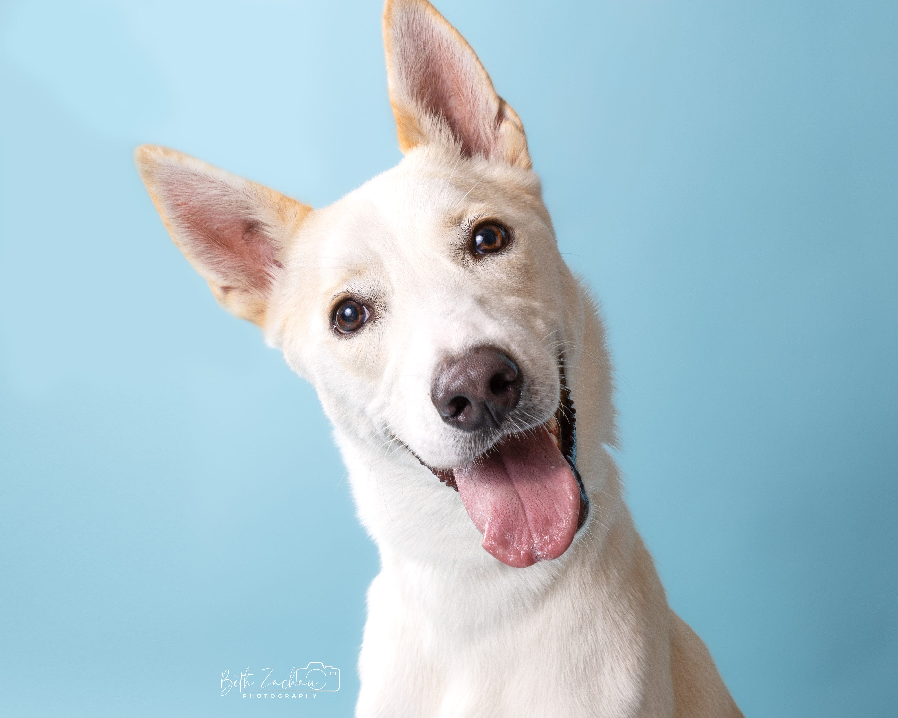 Adopt Thor Today Find Paw Pal