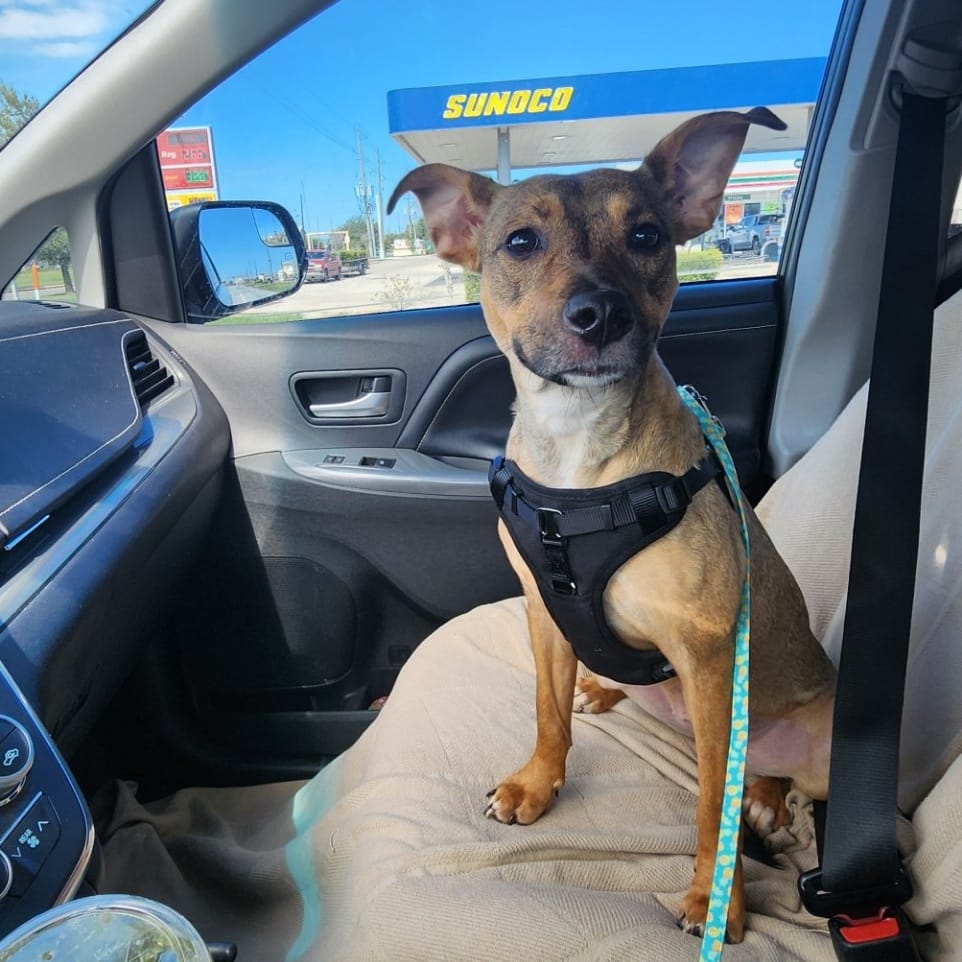 Adopt Snickerdoodle Today Find Paw Pal