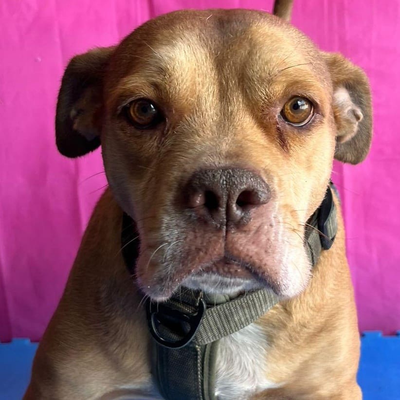 Adopt Cachetes Today Pets TheCountyOffice