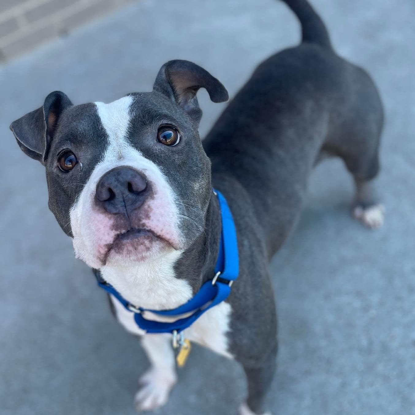 Adopt Gina Today Find Paw Pal