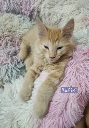 Rafiki
