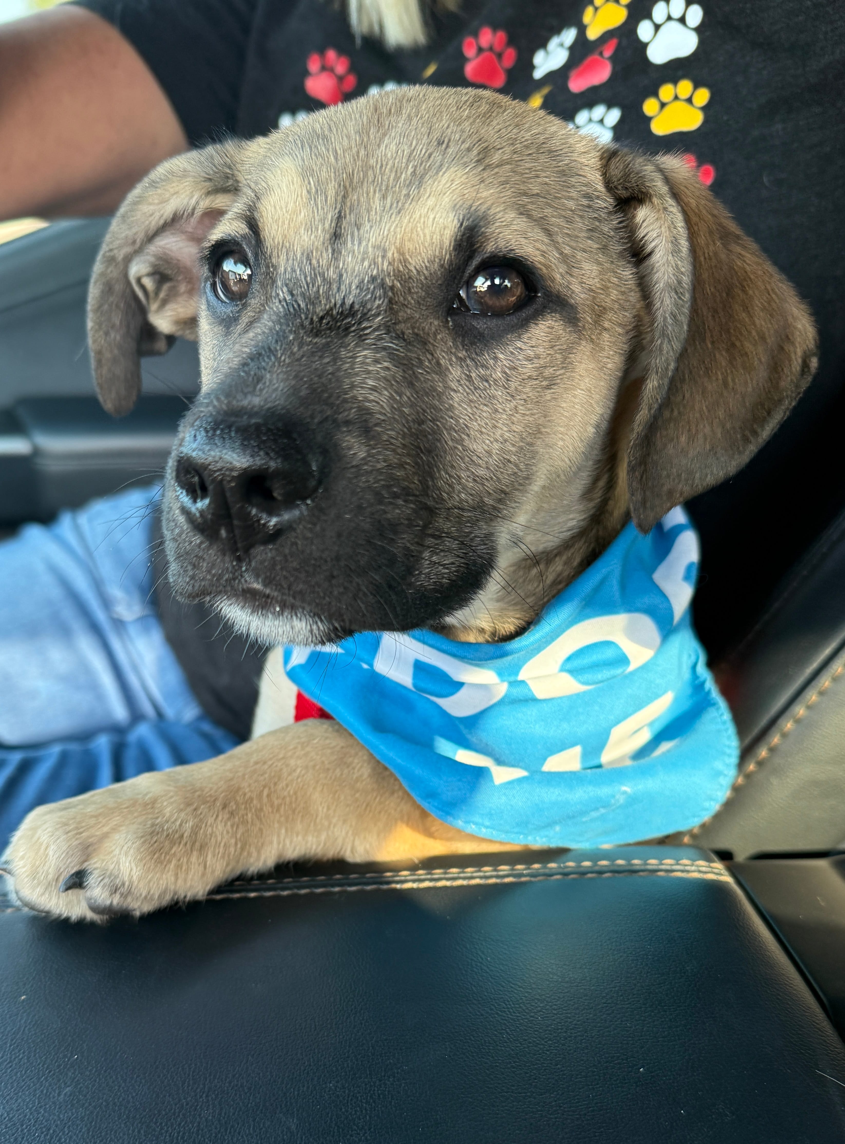 Adopt Roly Poly Today Find Paw Pal