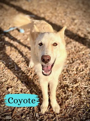 Coyote