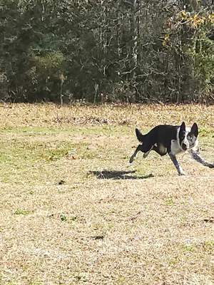 Brinkley