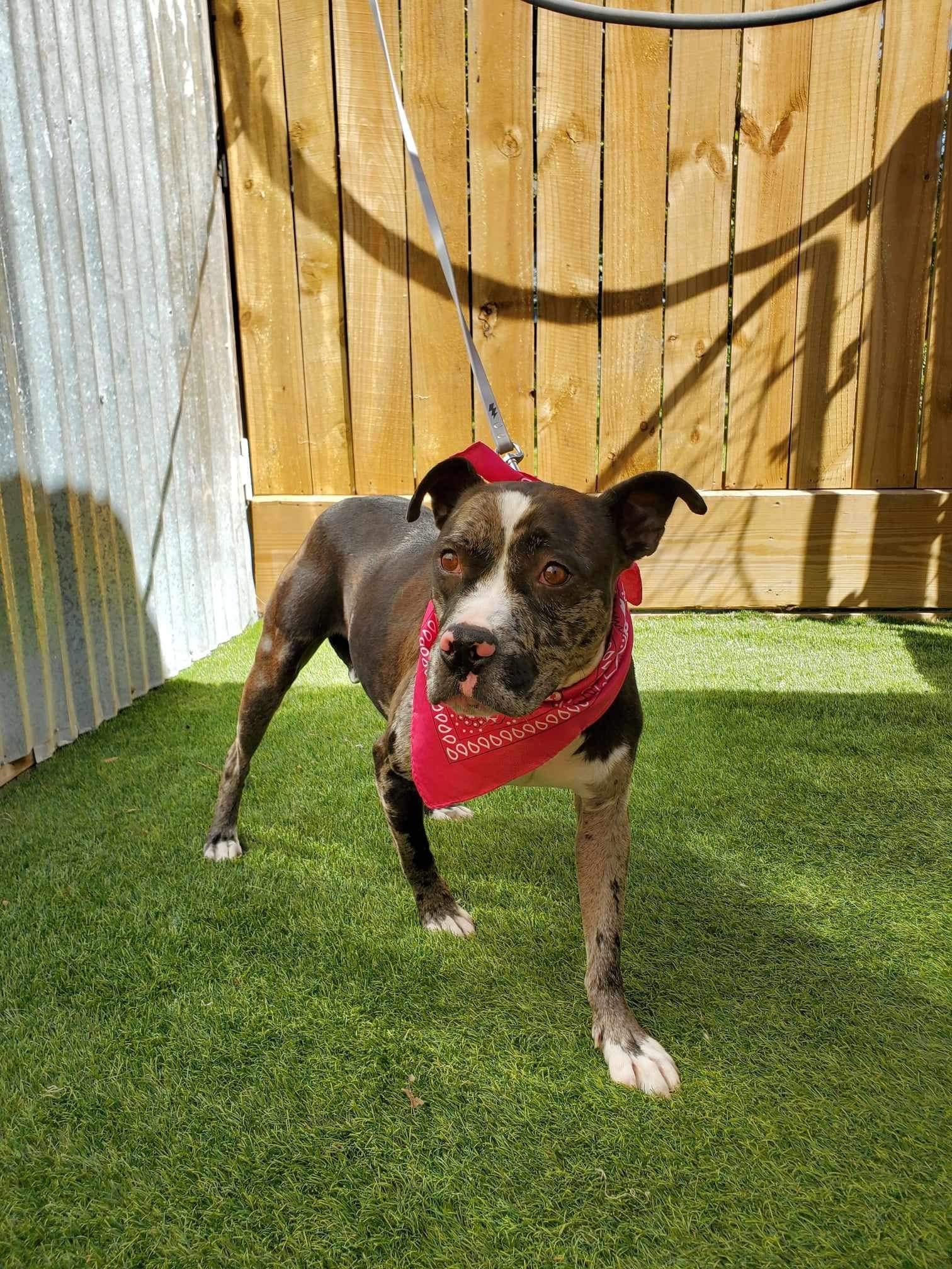 Adopt Marble Today Find Paw Pal