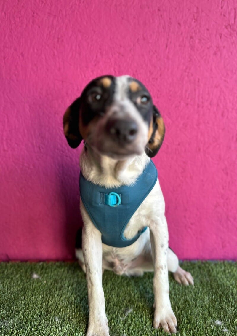 Adopt Mulkey Today Find Paw Pal