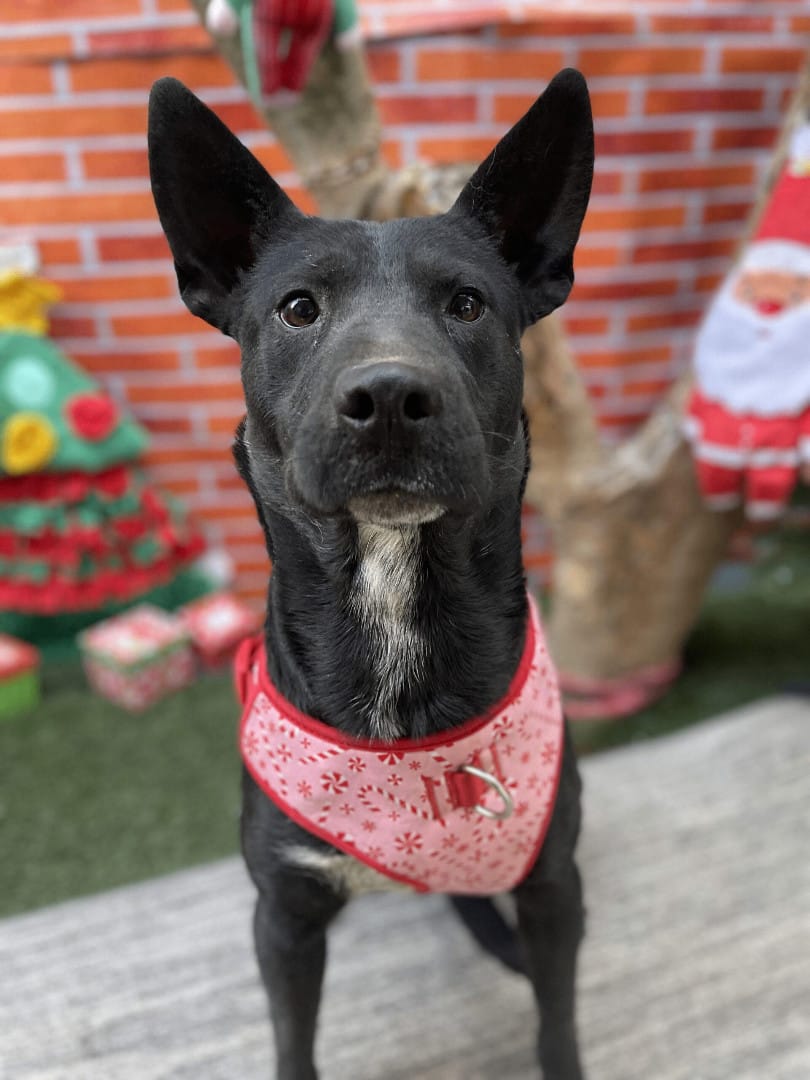 Adopt Narnia Today Find Paw Pal