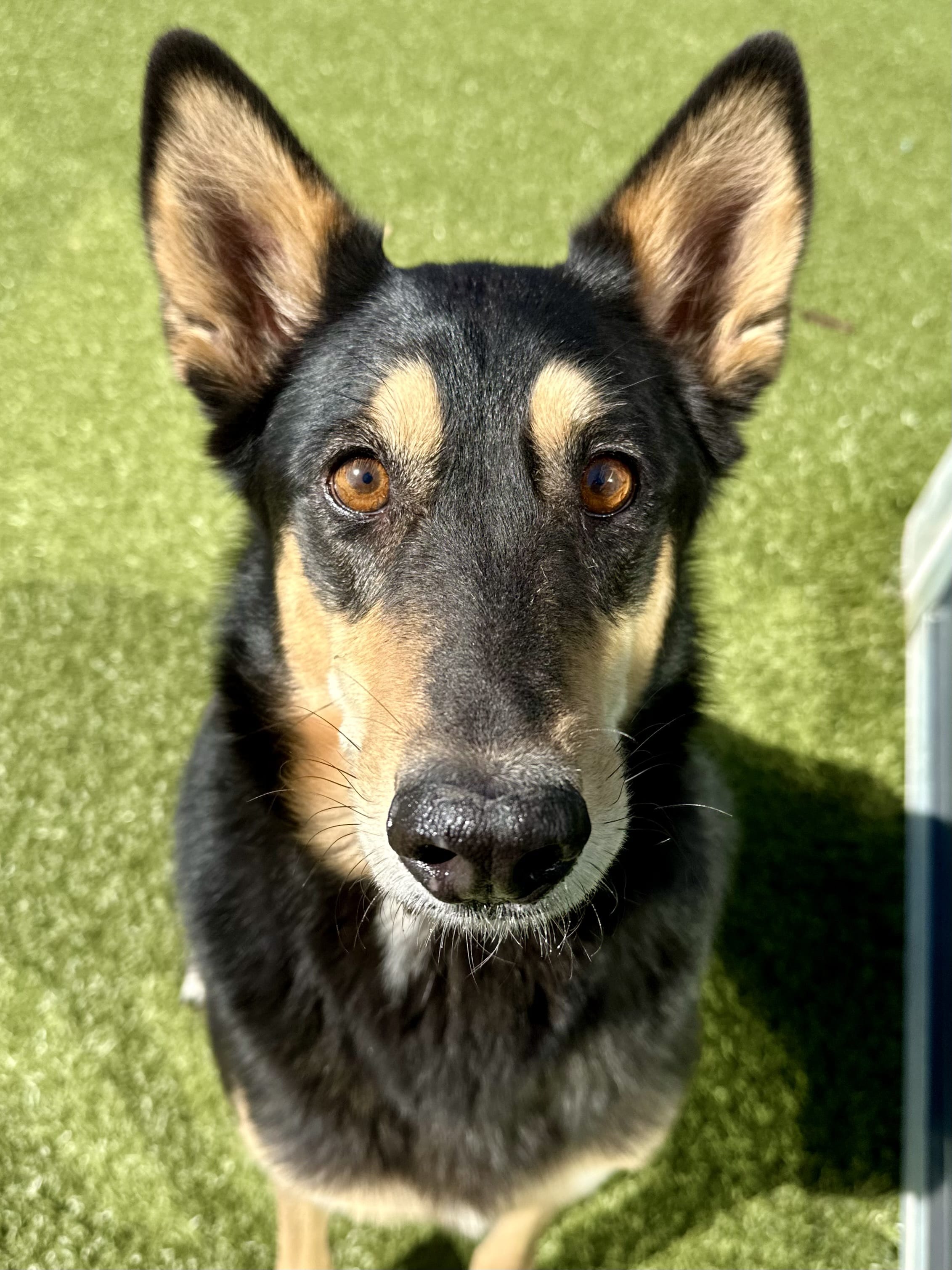 Adopt Gracie Today Find Paw Pal