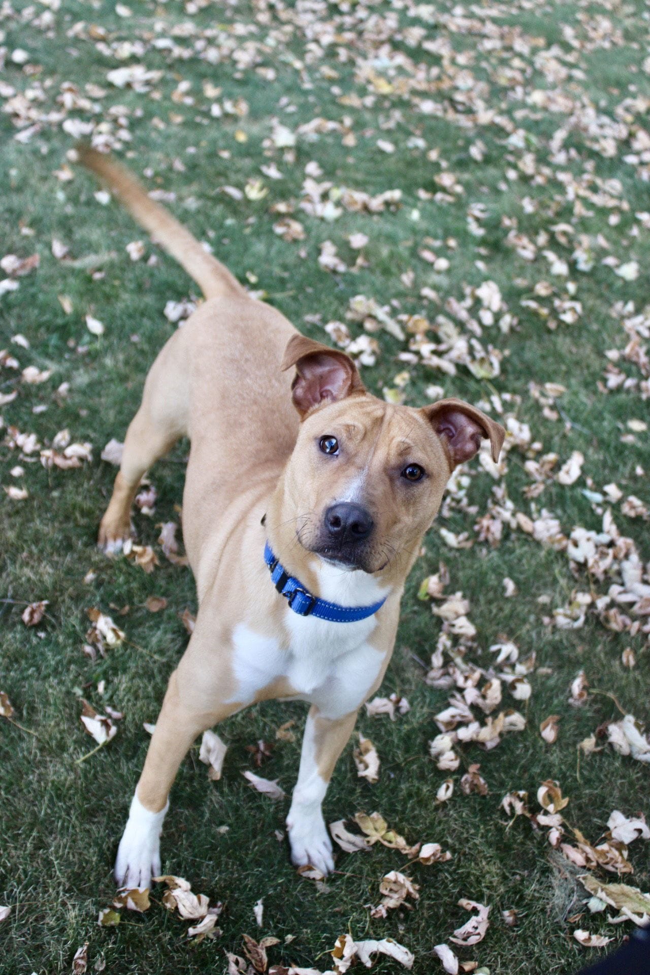 Adopt Boomer Jr Today Find Paw Pal