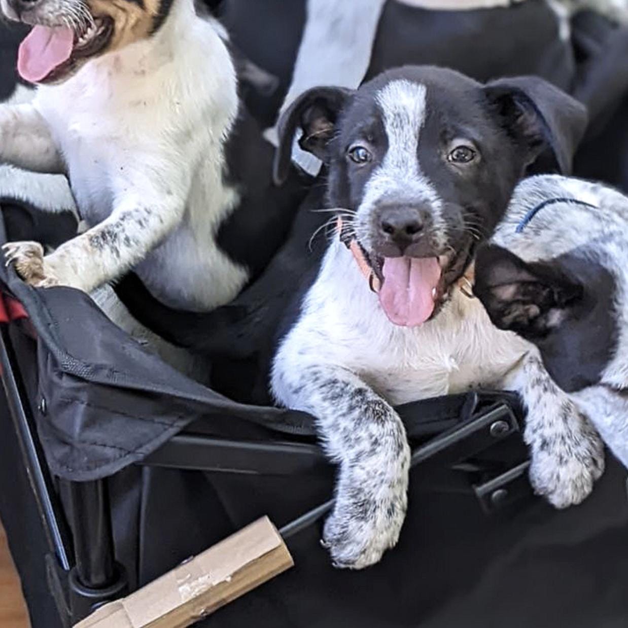 Adopt Bandit Today Find Paw Pal