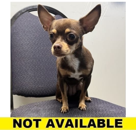 Adopt Gracie Today Find Paw Pal