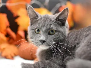 Yuki