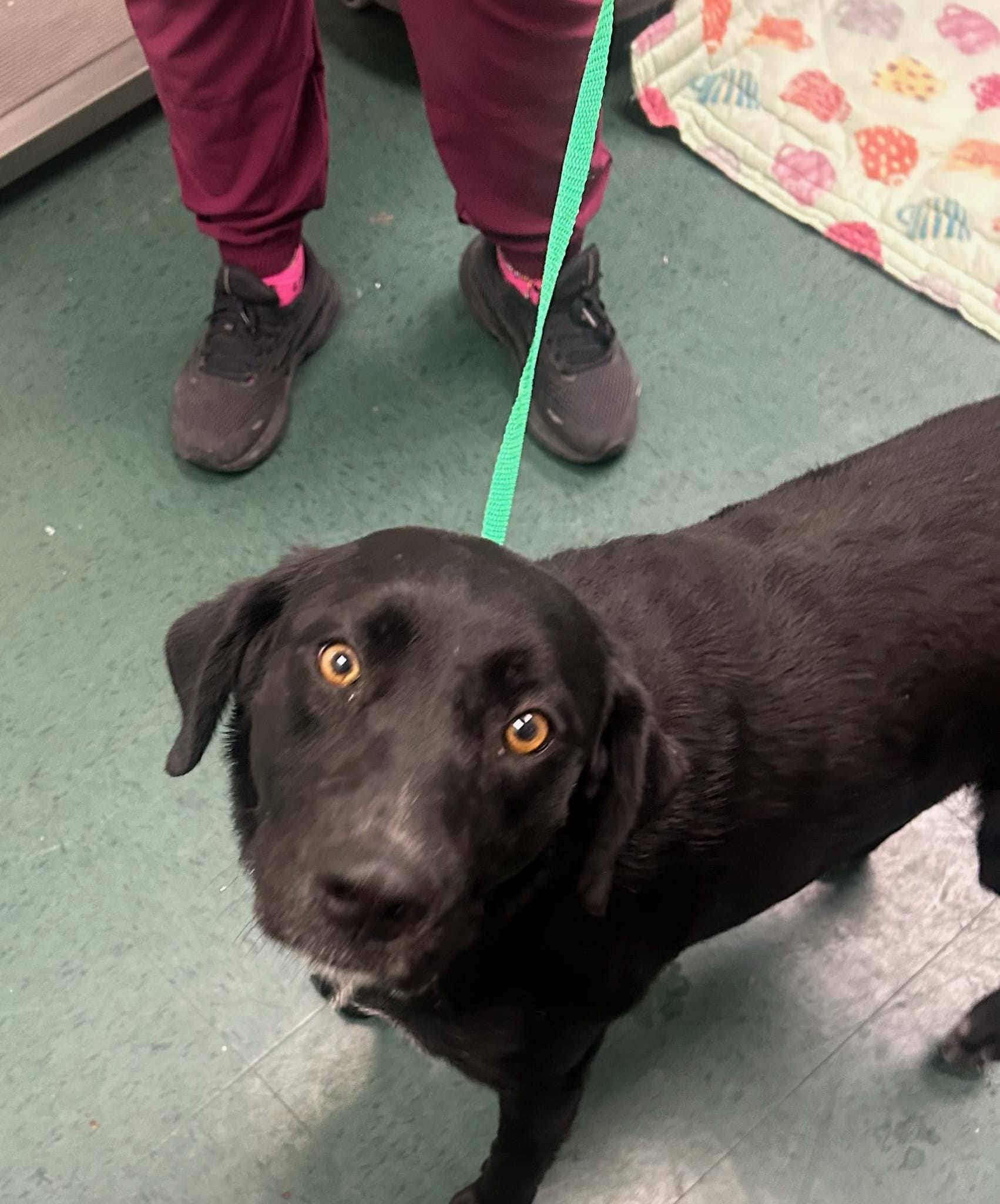 Adopt Luna Today Find Paw Pal