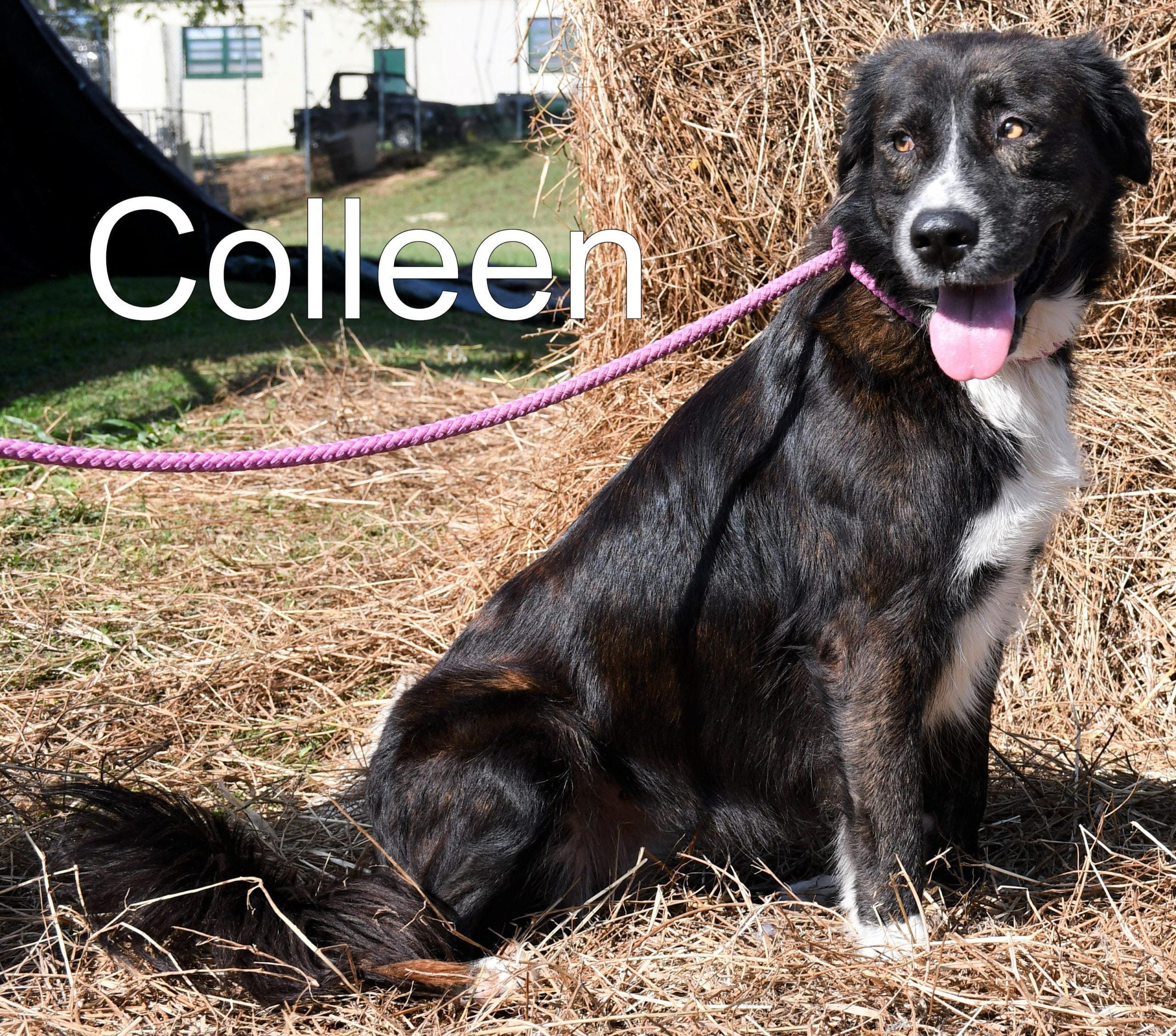 Colleen