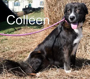 Colleen