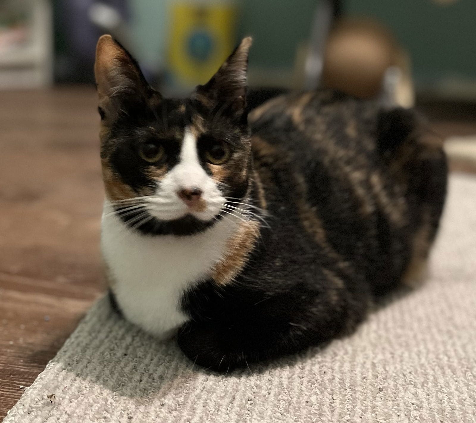 Shirley