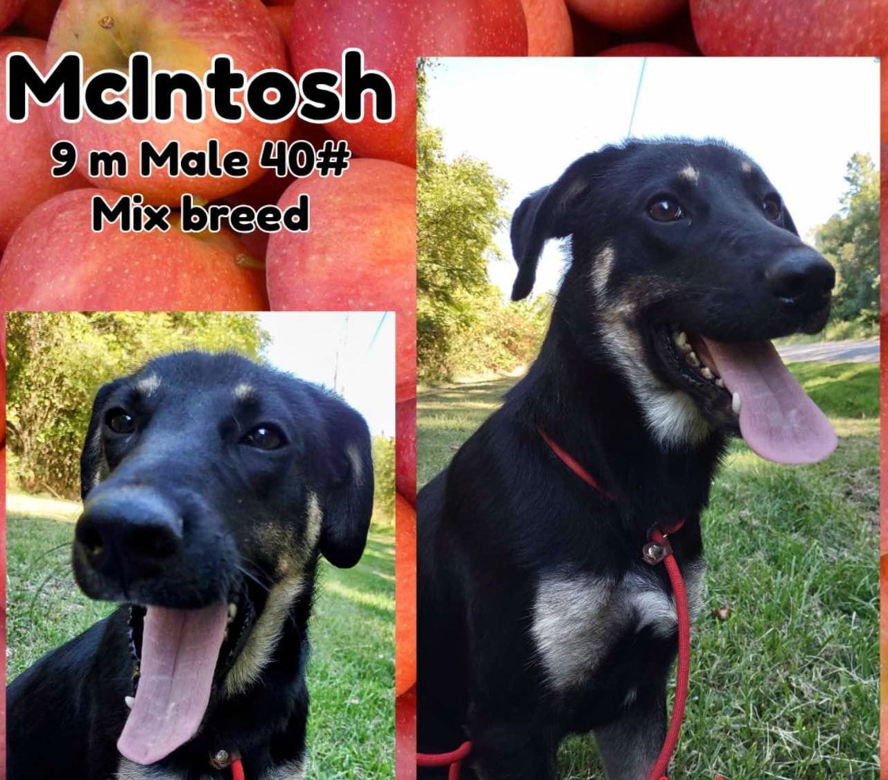 Adopt Apple Brothers McIntosh Today Find Paw Pal