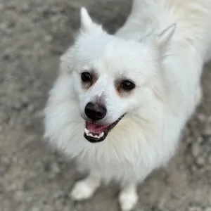 Si