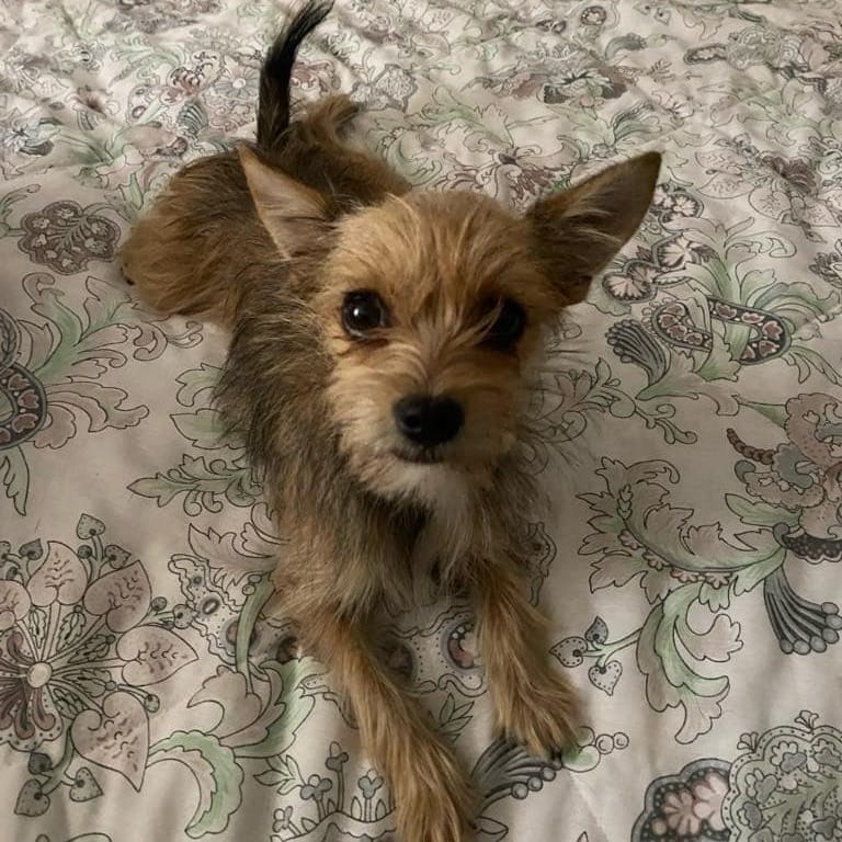 Adopt Vera Today Pets TheCountyOffice