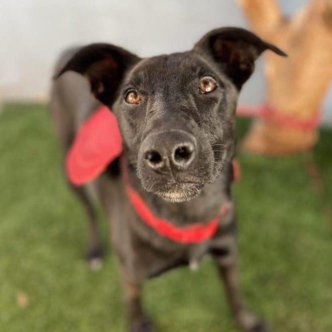 Adopt Coffee Today Find Paw Pal