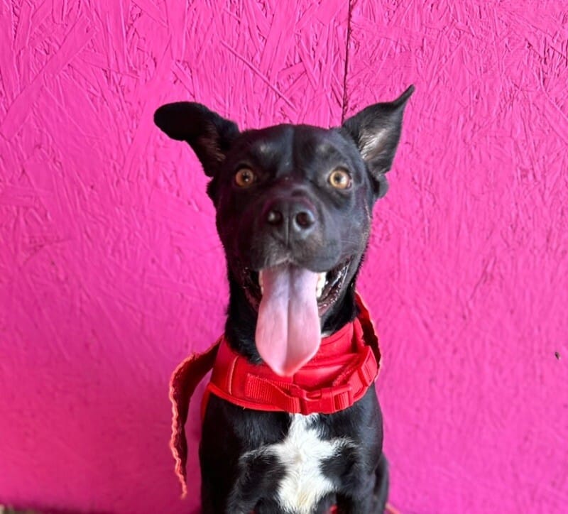 Adopt Moomoo Today Find Paw Pal