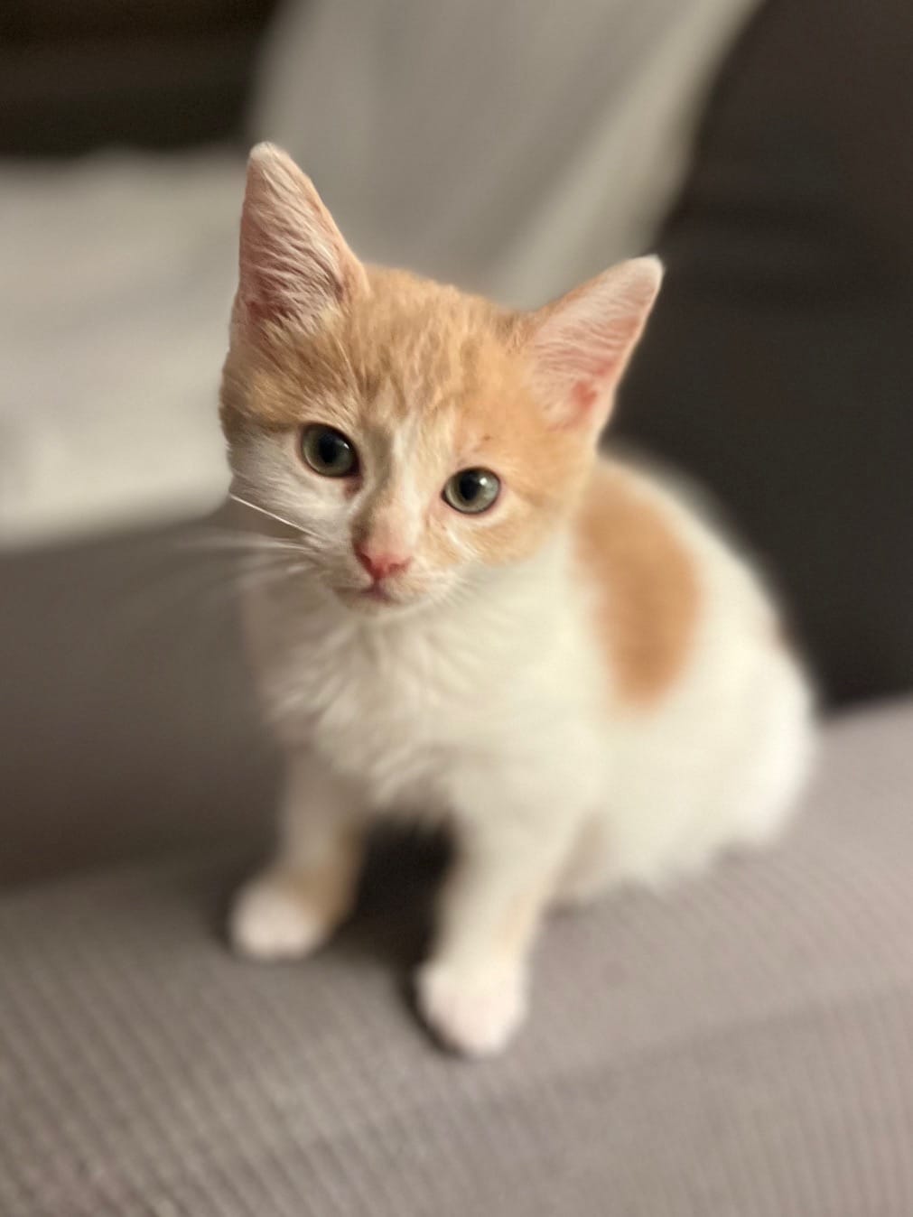 Adopt Shohei Today Pets TheCountyOffice