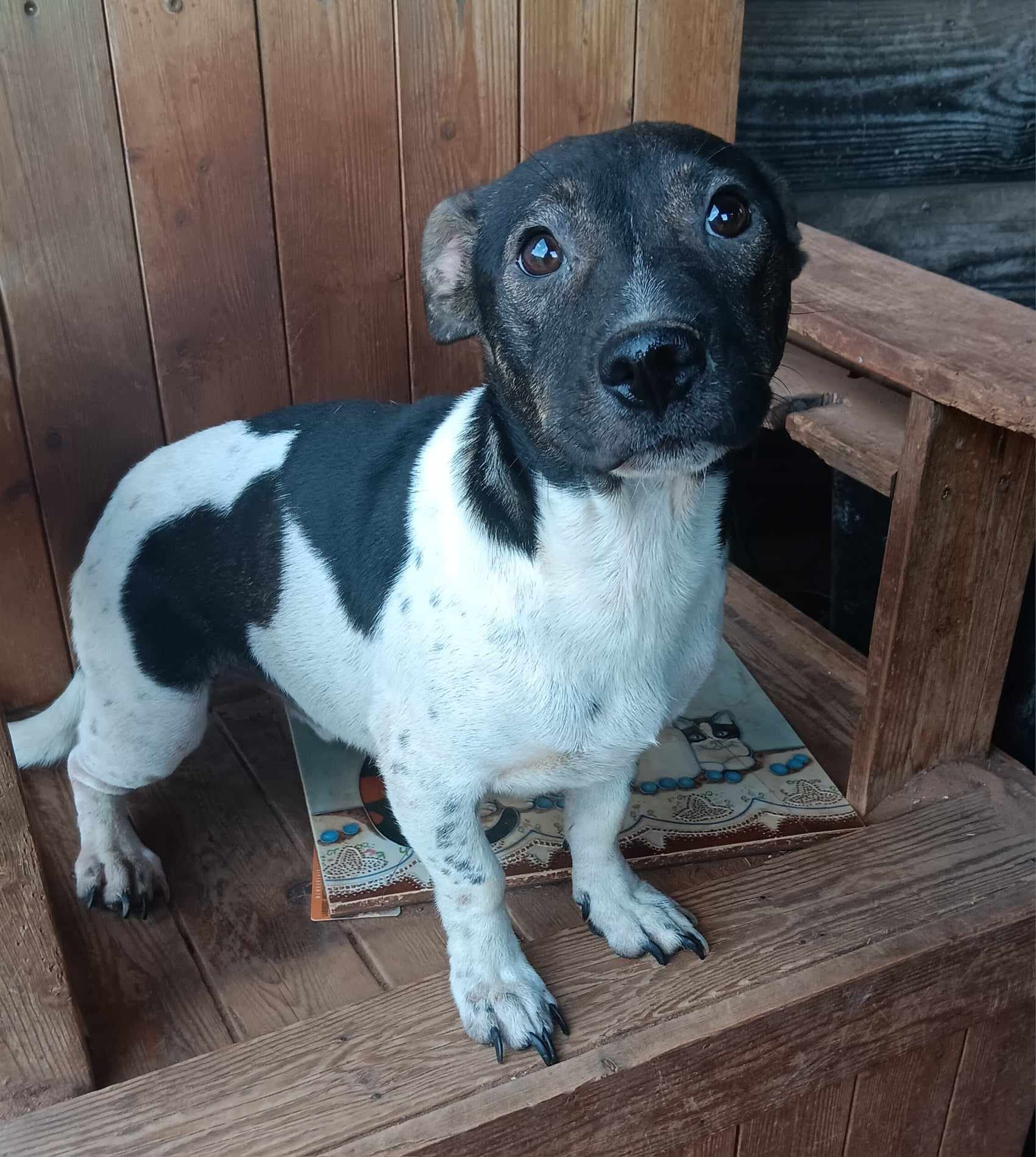 Adopt Kyle Today Find Paw Pal