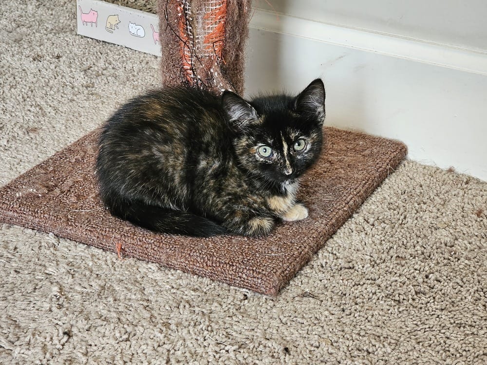 Adopt Lola (2024) Today Pets TheCountyOffice